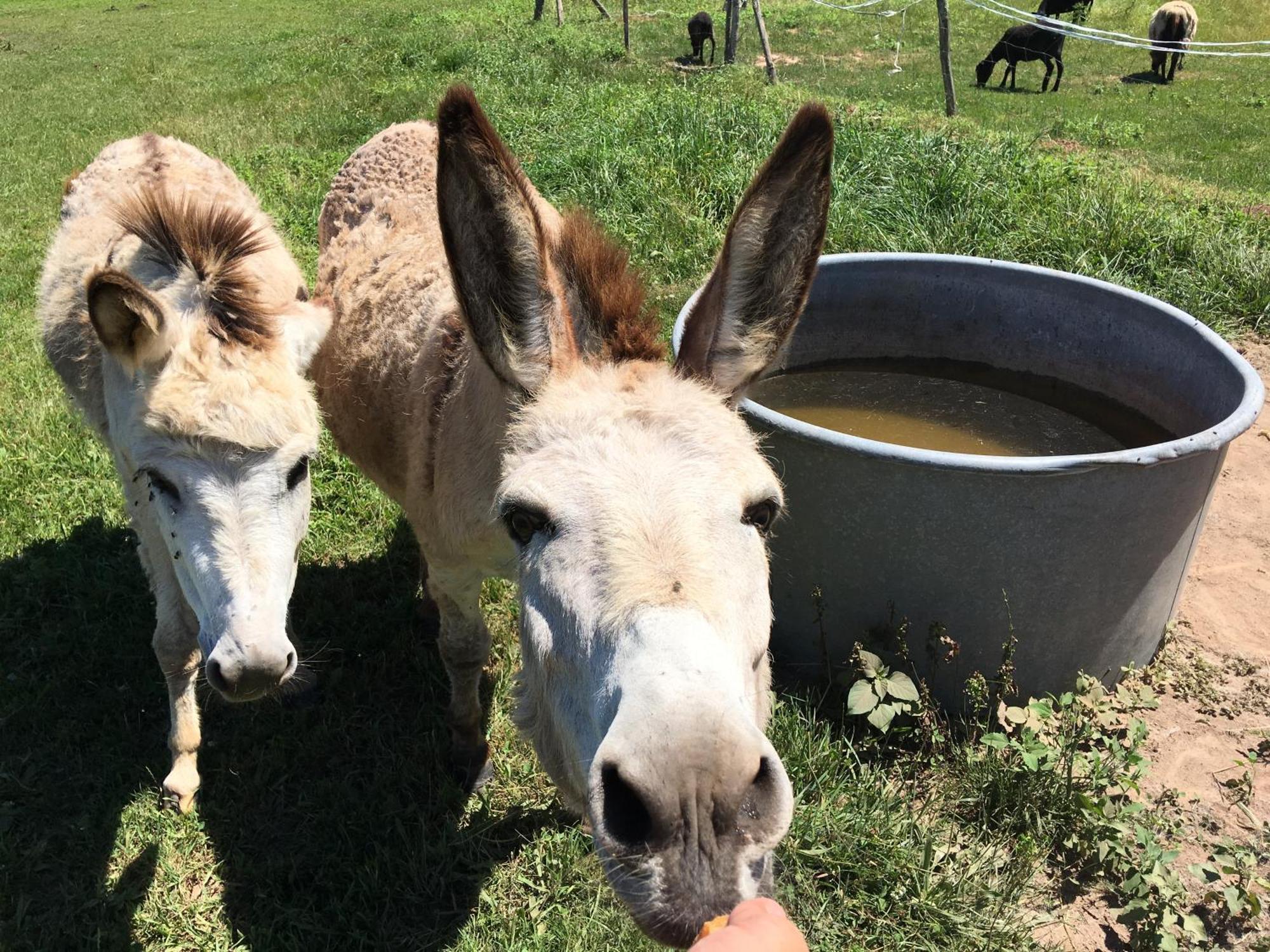 Camping La Ferme De Perdigat Limeuil 외부 사진